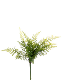 Feather Fern