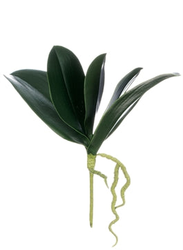 Phalaenopsis Folliage